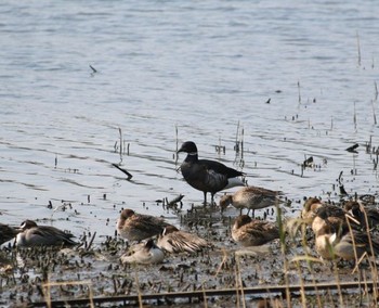 Brant Goose Yatsu-higata Fri, 3/25/2016