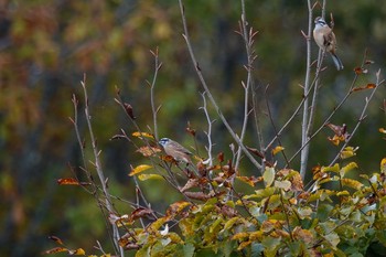 ホオジロ 戸隠森林植物園(戸隠森林公園) 2020年10月20日(火)