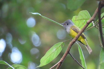 ハイガシラヒタキ Queen Sirikit Botanic Garden, Chiang Mai 2020年11月2日(月)