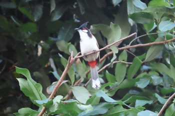 Red-whiskered Bulbul Chom Thong, Chiang Mai Mon, 11/2/2020