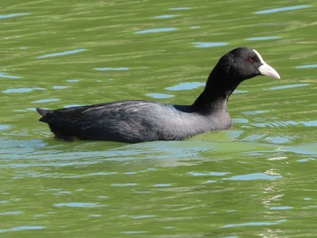 オオバン 掛川花鳥園 2020年10月25日(日)