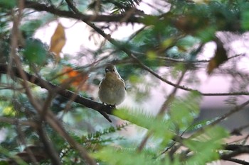 キビタキ 戸隠森林植物園(戸隠森林公園) 2020年10月20日(火)