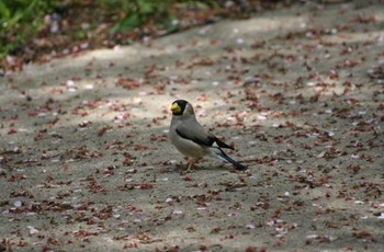 イカル 神奈川県 2016年4月15日(金)