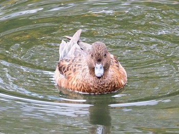 2020年11月7日(土) 井の頭公園の野鳥観察記録