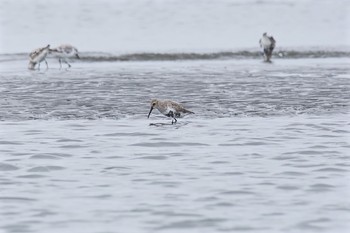 ハマシギ ふなばし三番瀬海浜公園 2016年9月3日(土)