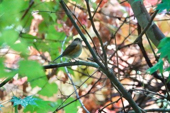 ルリビタキ 北海道大学植物園 2020年10月23日(金)