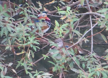 Mandarin Duck 奈良山公園 Sun, 11/8/2020