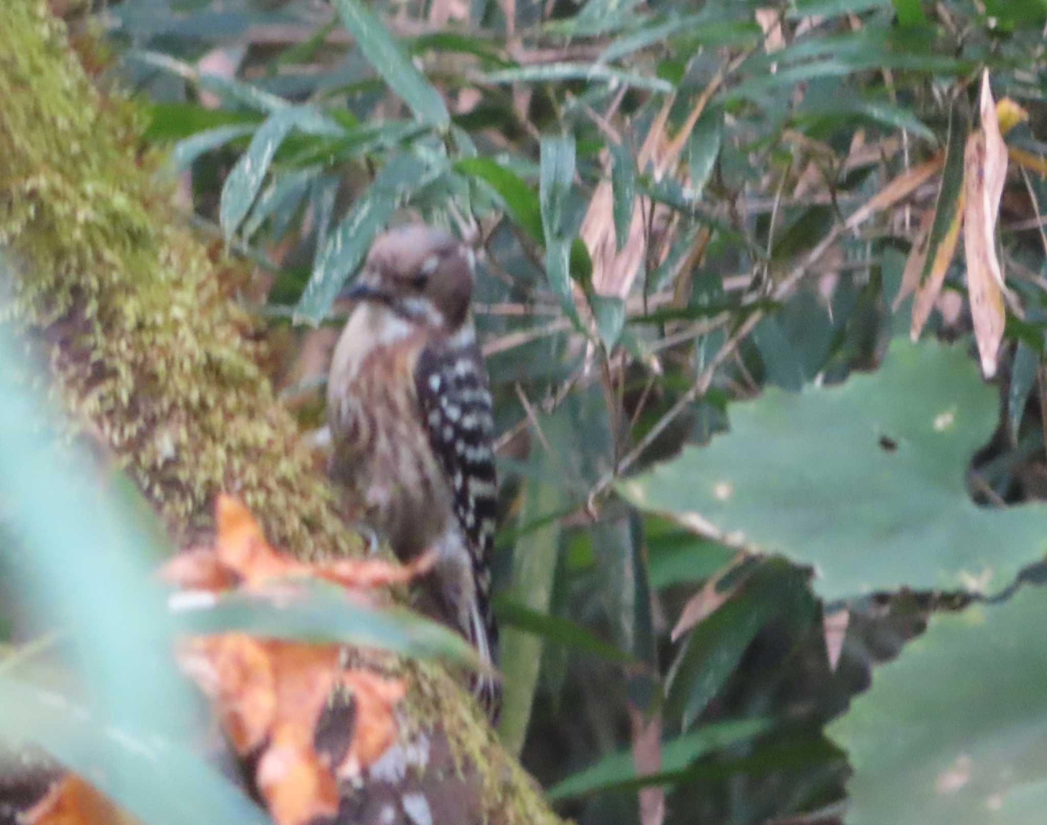 Japanese Pygmy Woodpecker