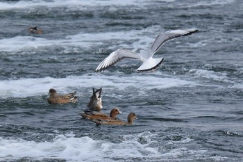 ユリカモメ 多摩川二ヶ領宿河原堰 2020年11月8日(日)