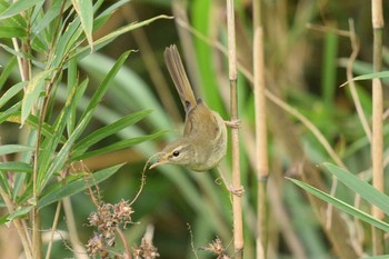 2020年11月8日(日) 多摩川二ヶ領宿河原堰の野鳥観察記録