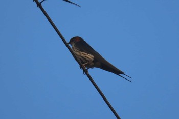 オオコシアカツバメ Doi inthanon National Park, Chiang Mai 2020年11月4日(水)