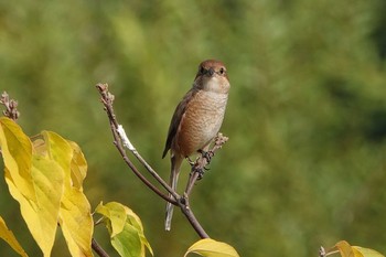 2020年11月8日(日) 東京港野鳥公園の野鳥観察記録