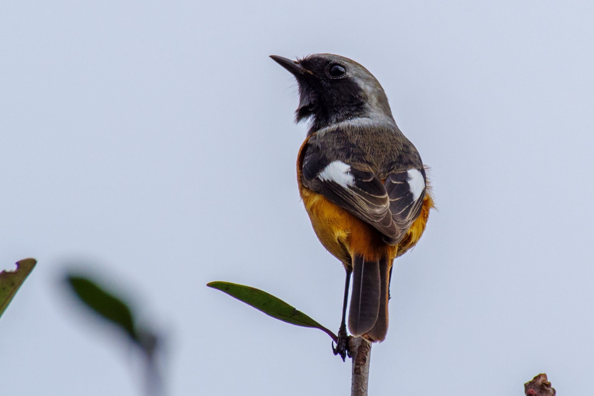 Daurian Redstart