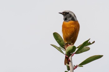 2020年11月8日(日) 小石川植物園の野鳥観察記録