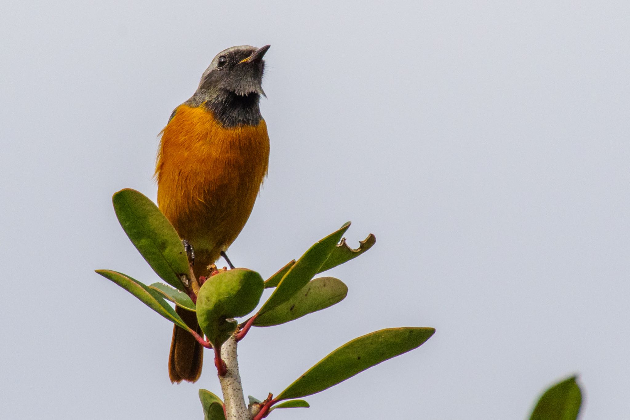 Daurian Redstart