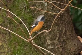 ジョウビタキ 小石川植物園 2020年11月8日(日)