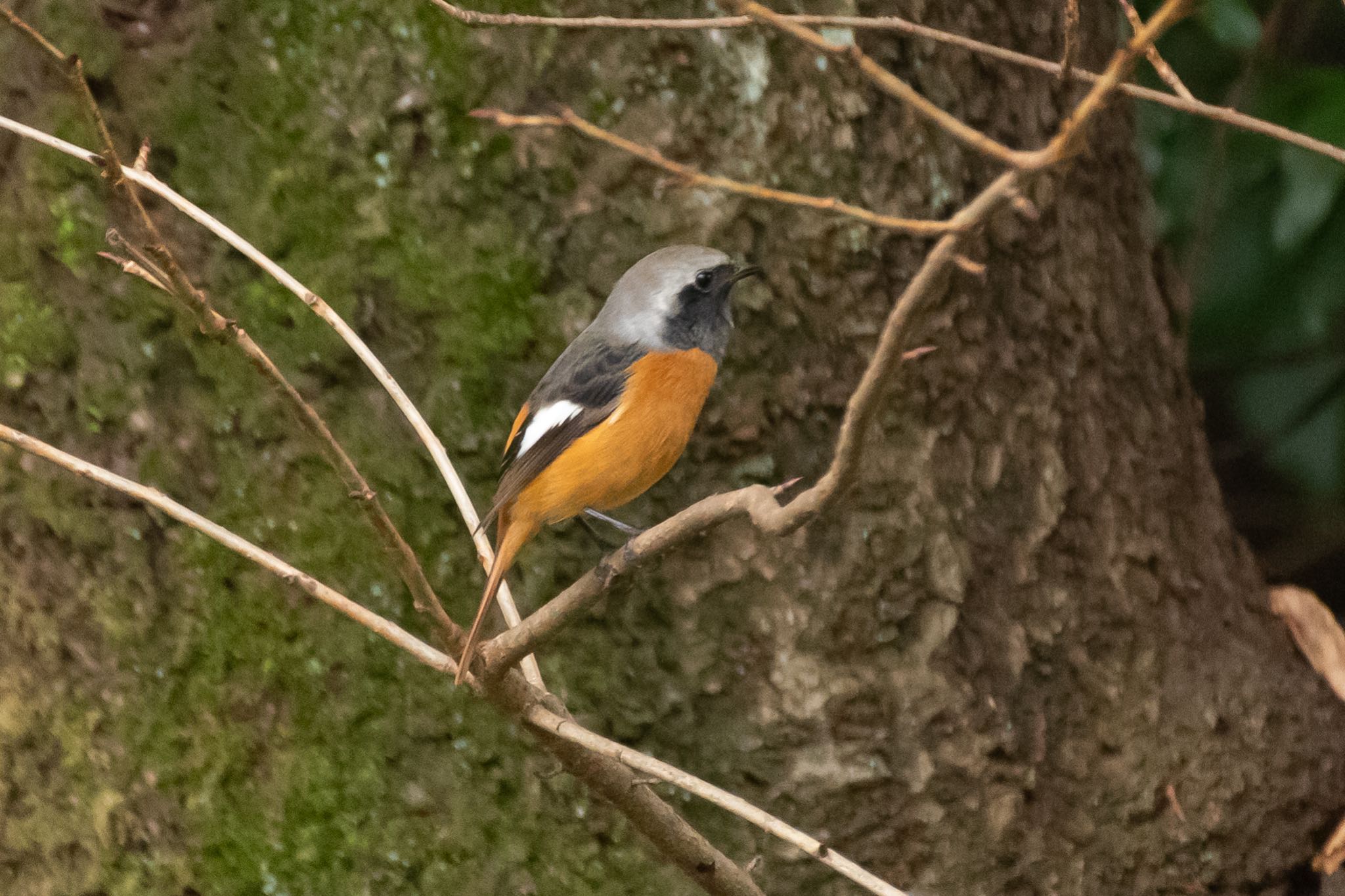 Daurian Redstart