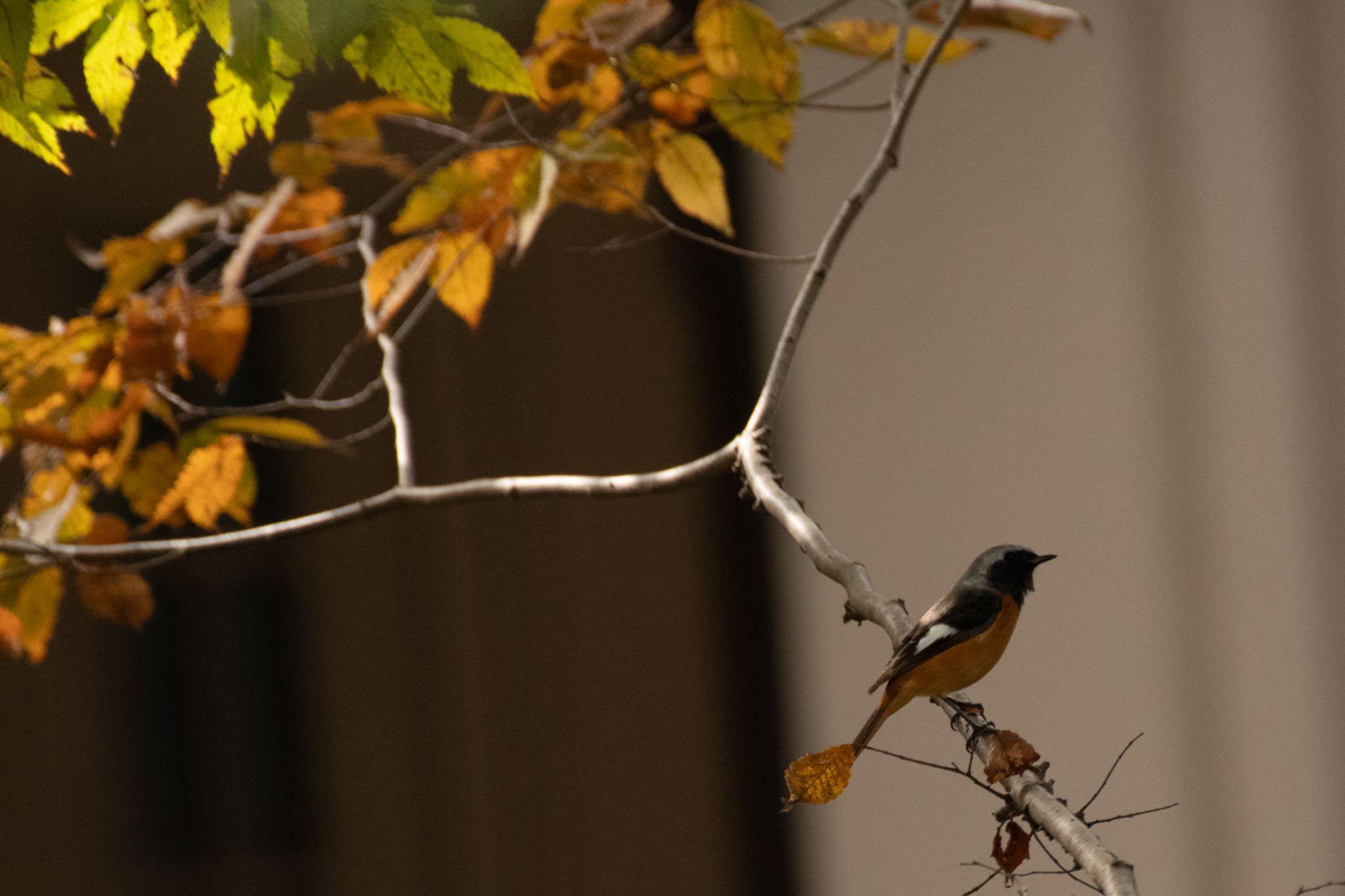 小石川植物園 ジョウビタキの写真 by Marco Birds