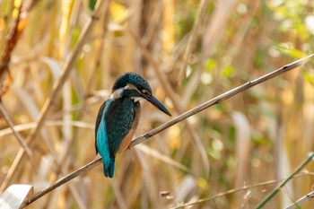 カワセミ 手賀沼 2020年11月1日(日)