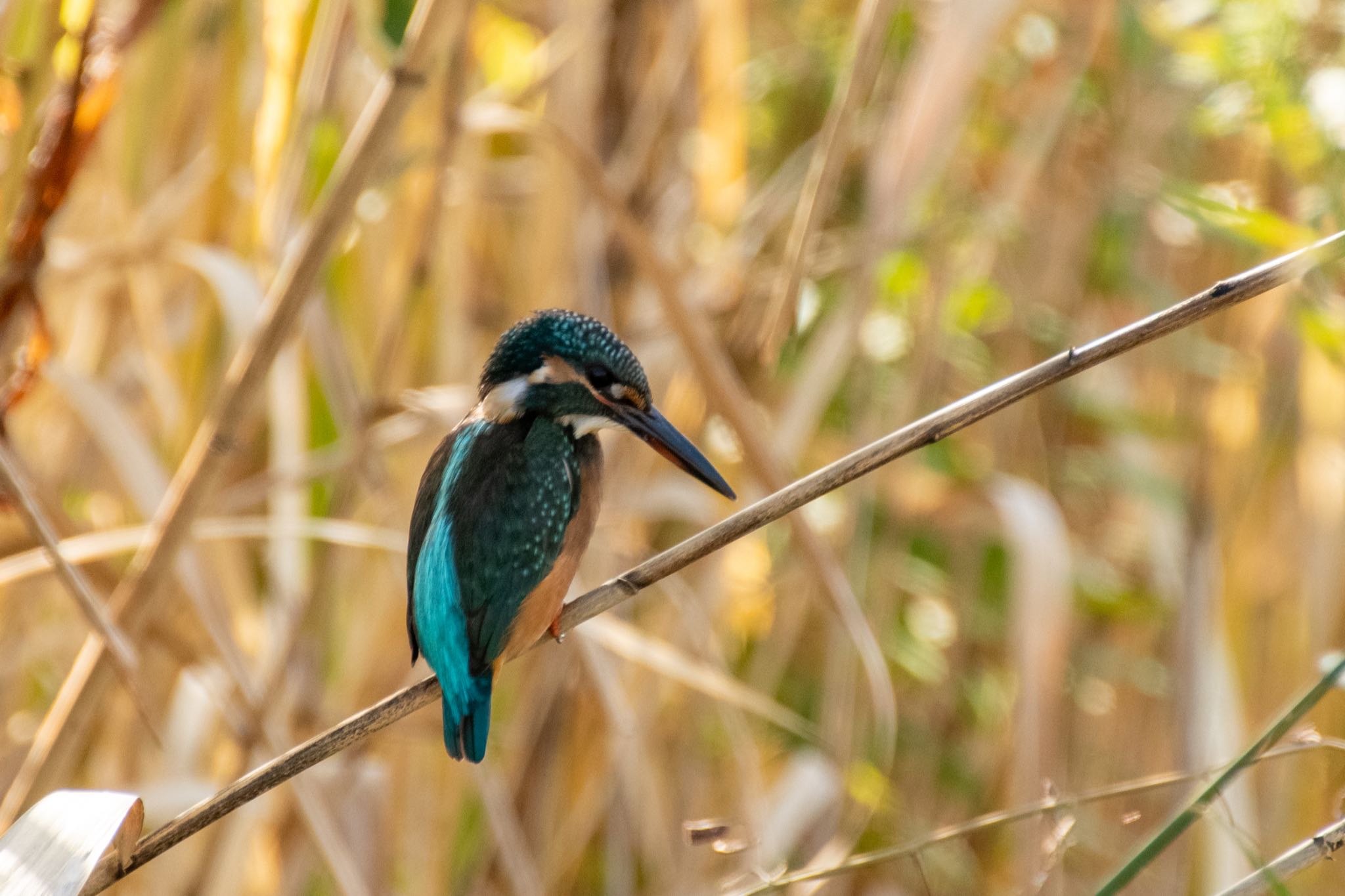 手賀沼 カワセミの写真 by Marco Birds