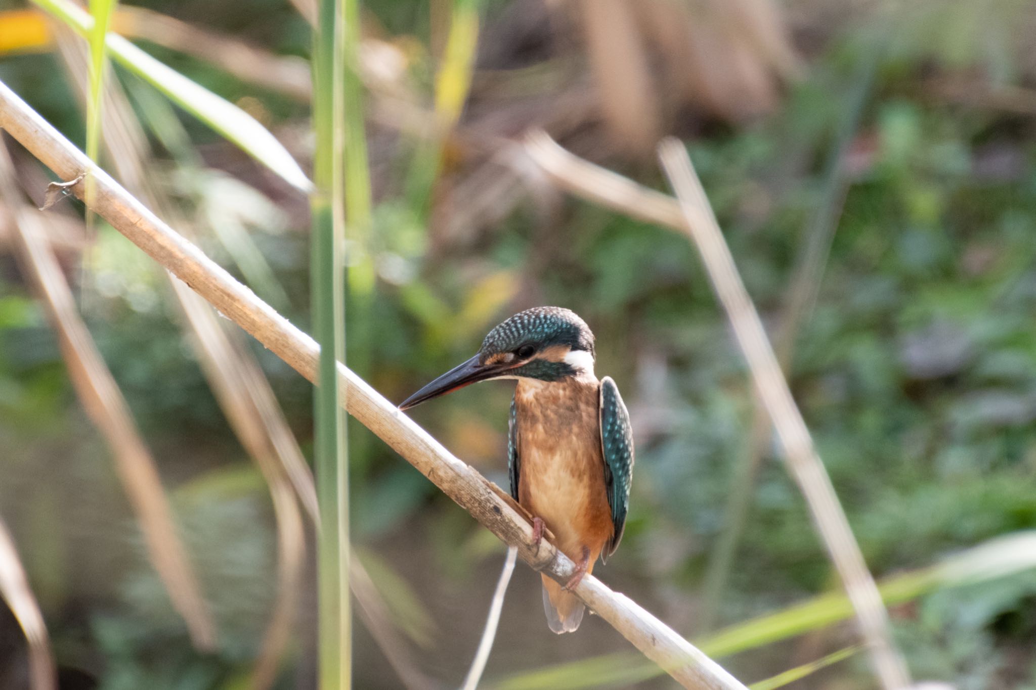 手賀沼 カワセミの写真 by Marco Birds