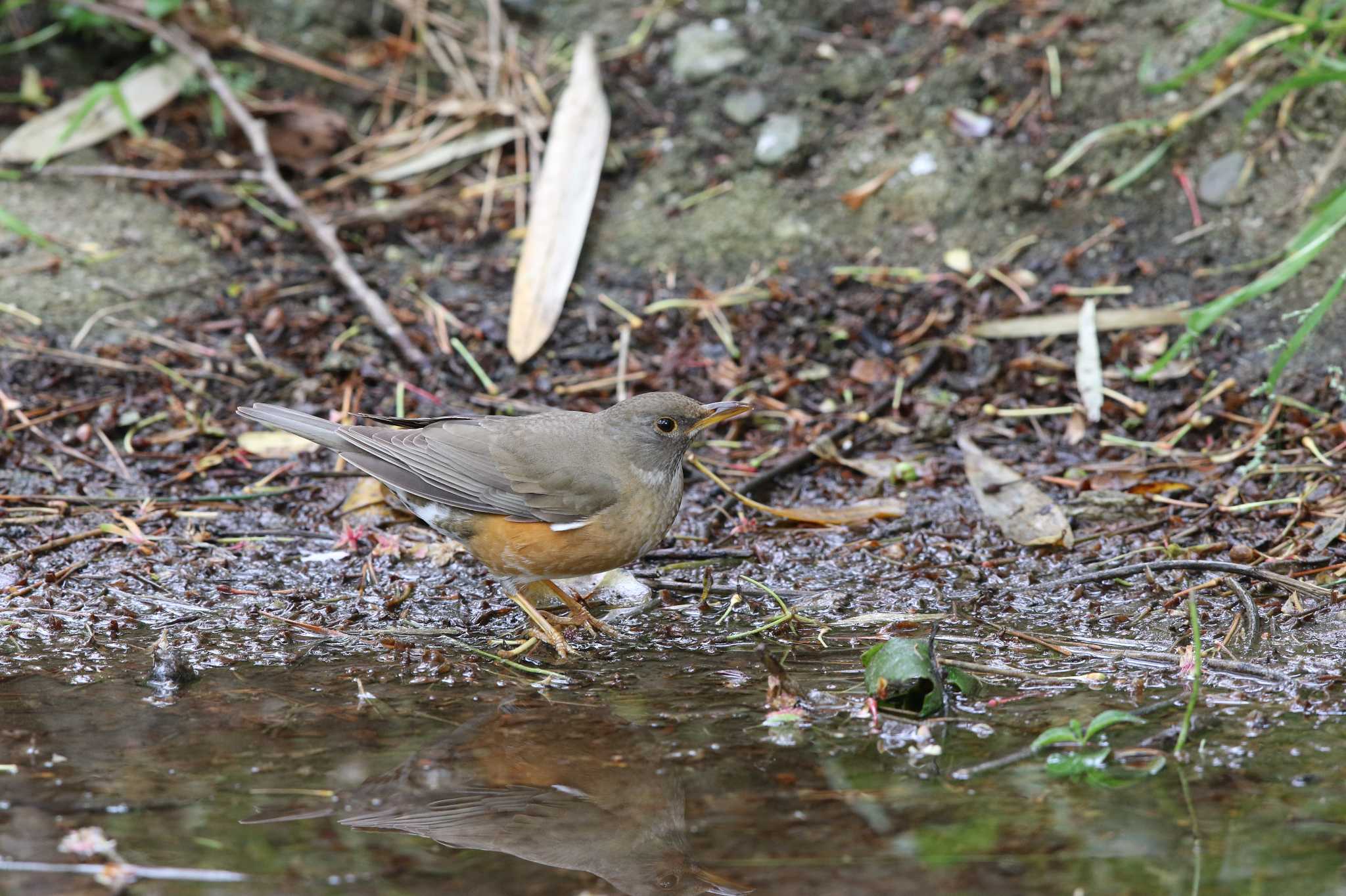 Brown-headed Thrush