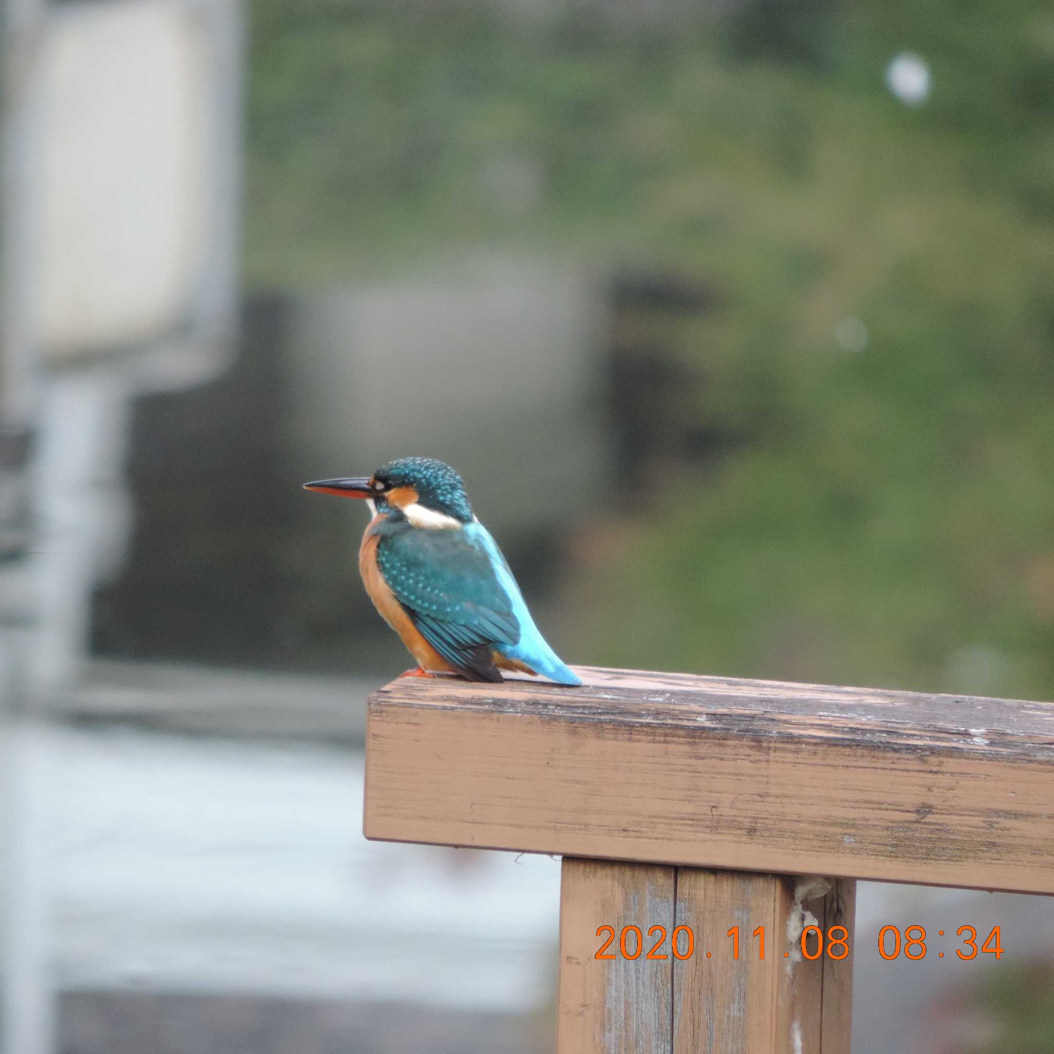 Photo of Common Kingfisher at 木場公園(江東区) by K2Uchihira