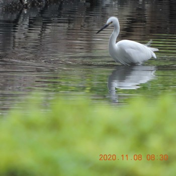 コサギ 木場公園(江東区) 2020年11月8日(日)