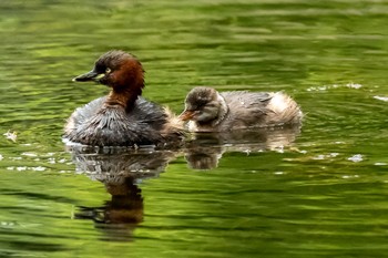 カイツブリ 北の丸公園 2020年9月27日(日)