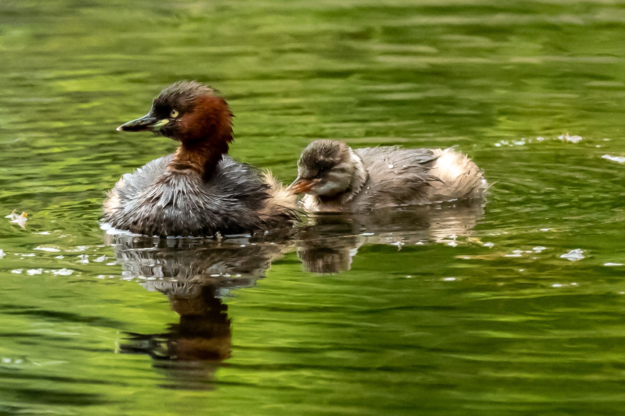 北の丸公園 カイツブリの写真 by Marco Birds