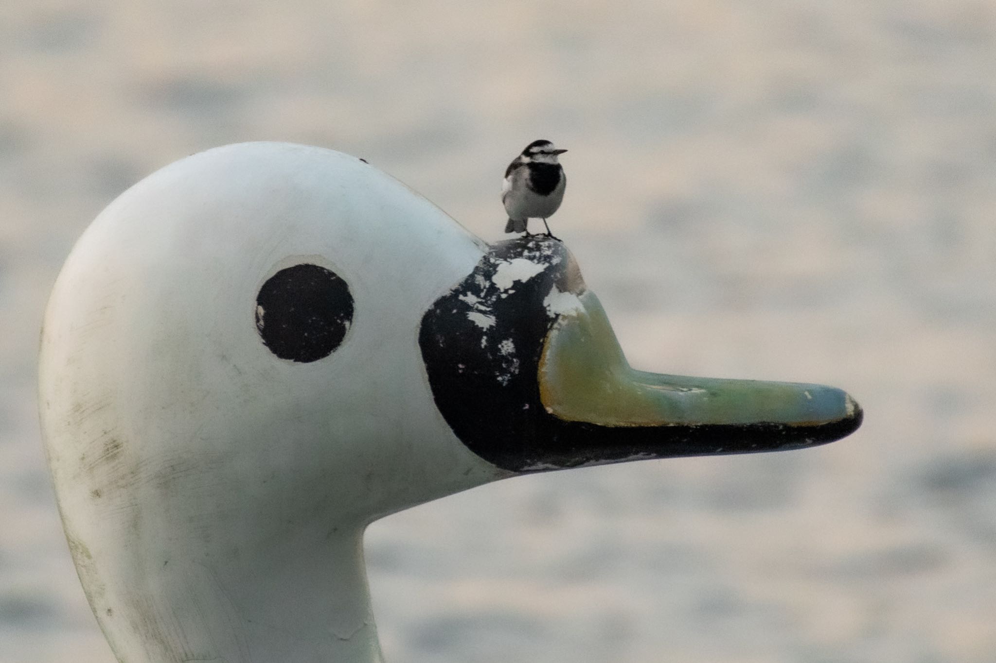 手賀沼 ハクセキレイの写真 by Marco Birds