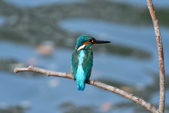 Common Kingfisher 猪名川 Sun, 11/8/2020