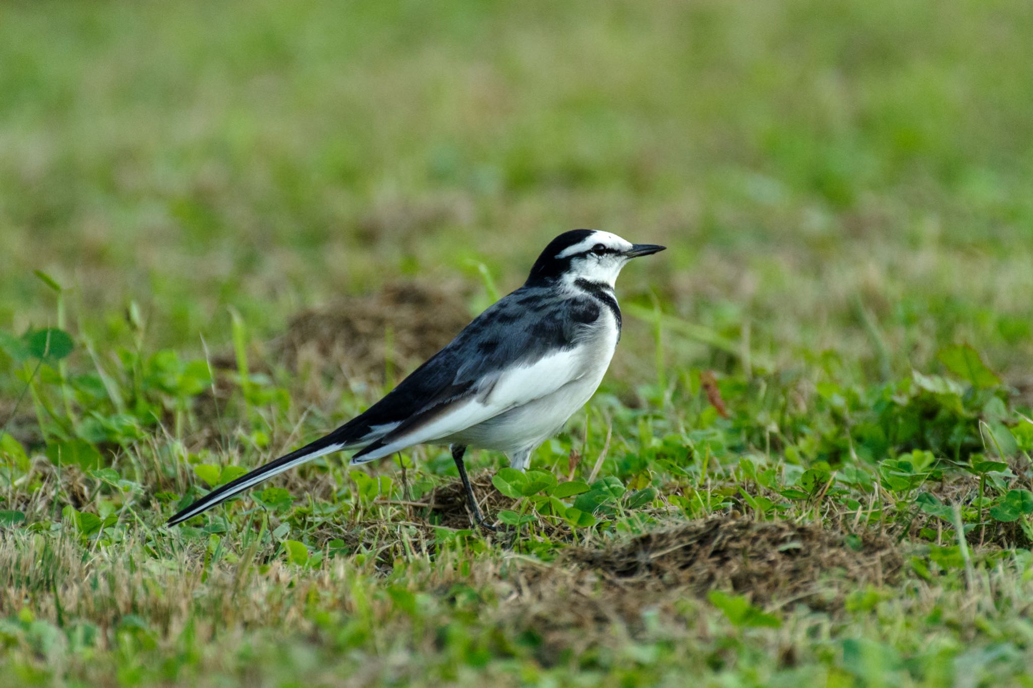 手賀沼 ハクセキレイの写真 by Marco Birds