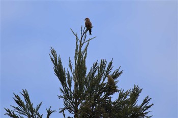 イスカ 西湖野鳥の森公園 2020年11月8日(日)