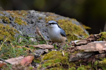 ゴジュウカラ 西湖野鳥の森公園 2020年11月8日(日)