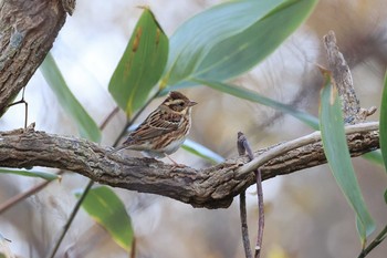 Rustic Bunting Hakodateyama Sun, 11/8/2020