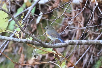 Red-flanked Bluetail Hakodateyama Sun, 11/8/2020