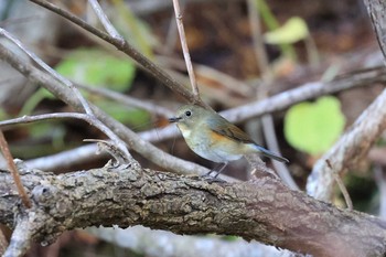 Red-flanked Bluetail Hakodateyama Sun, 11/8/2020