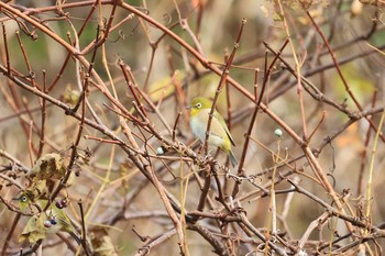 Warbling White-eye Hakodateyama Sun, 11/8/2020