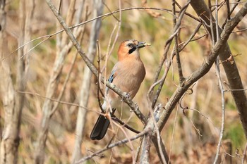 Eurasian Jay(brandtii) Hakodateyama Sun, 11/8/2020