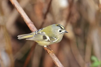 Goldcrest Hakodateyama Sun, 11/8/2020