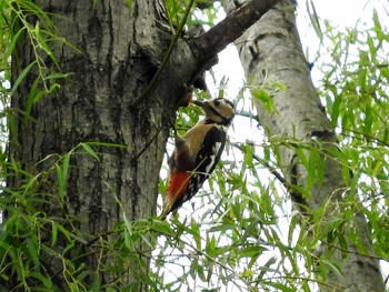 Great Spotted Woodpecker 愛知県 Sun, 9/25/2016