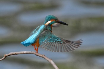 Common Kingfisher 猪名川 Sun, 11/8/2020