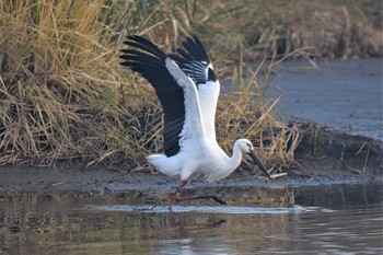 コウノトリ 多々良沼 2020年11月7日(土)