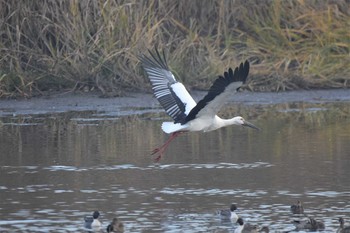 コウノトリ 多々良沼 2020年11月7日(土)