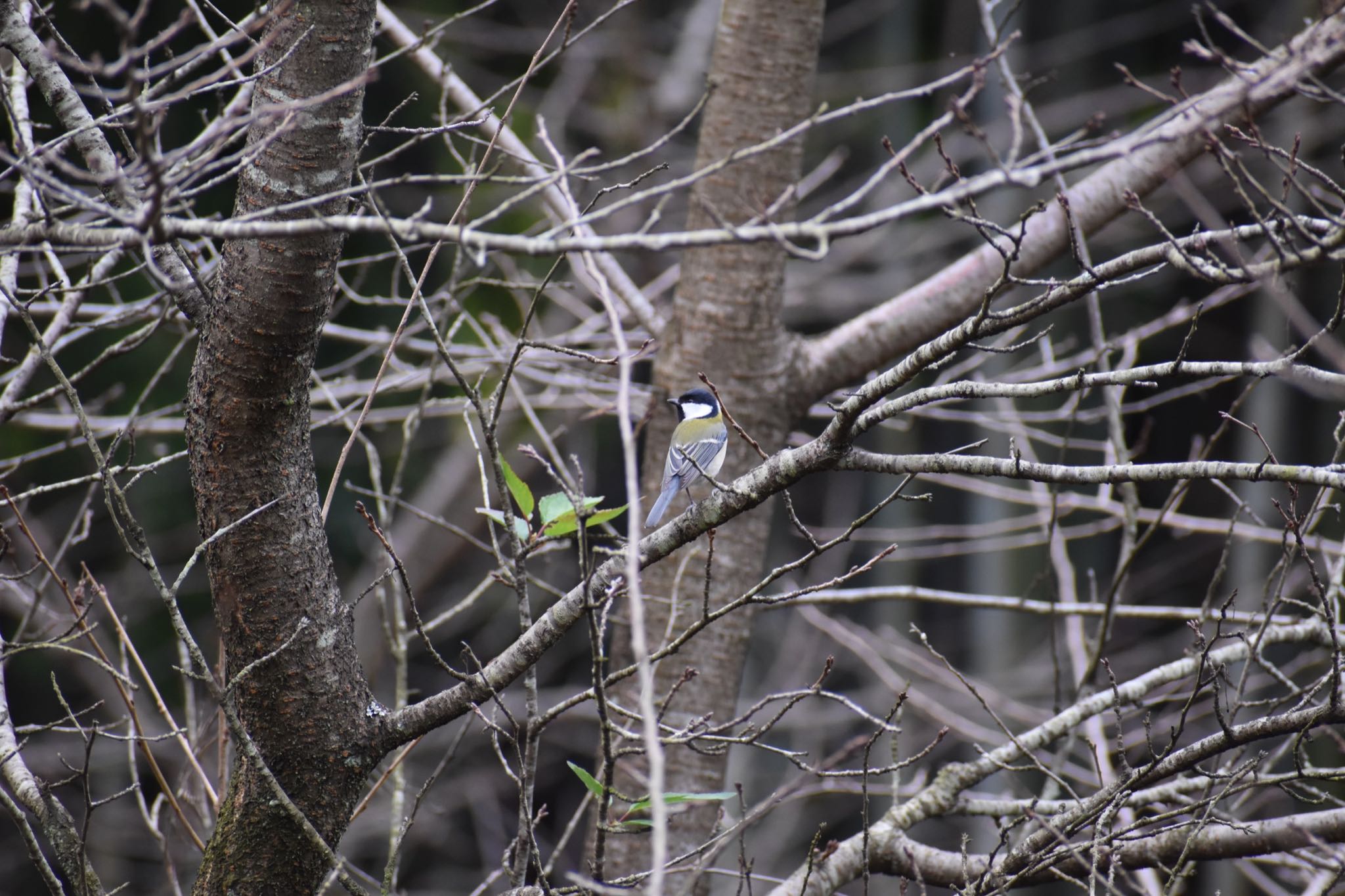 シジュウカラ