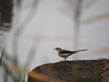 Grey Wagtail Kasai Rinkai Park Sun, 11/8/2020