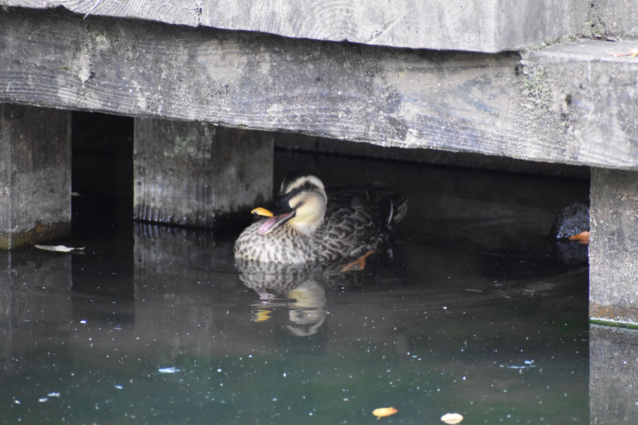 東京都稲城市 カルガモの写真 by 鳥散歩