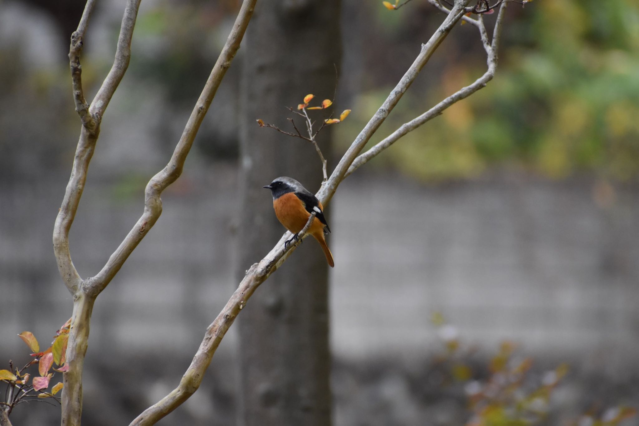 東京都稲城市 ジョウビタキの写真 by 鳥散歩