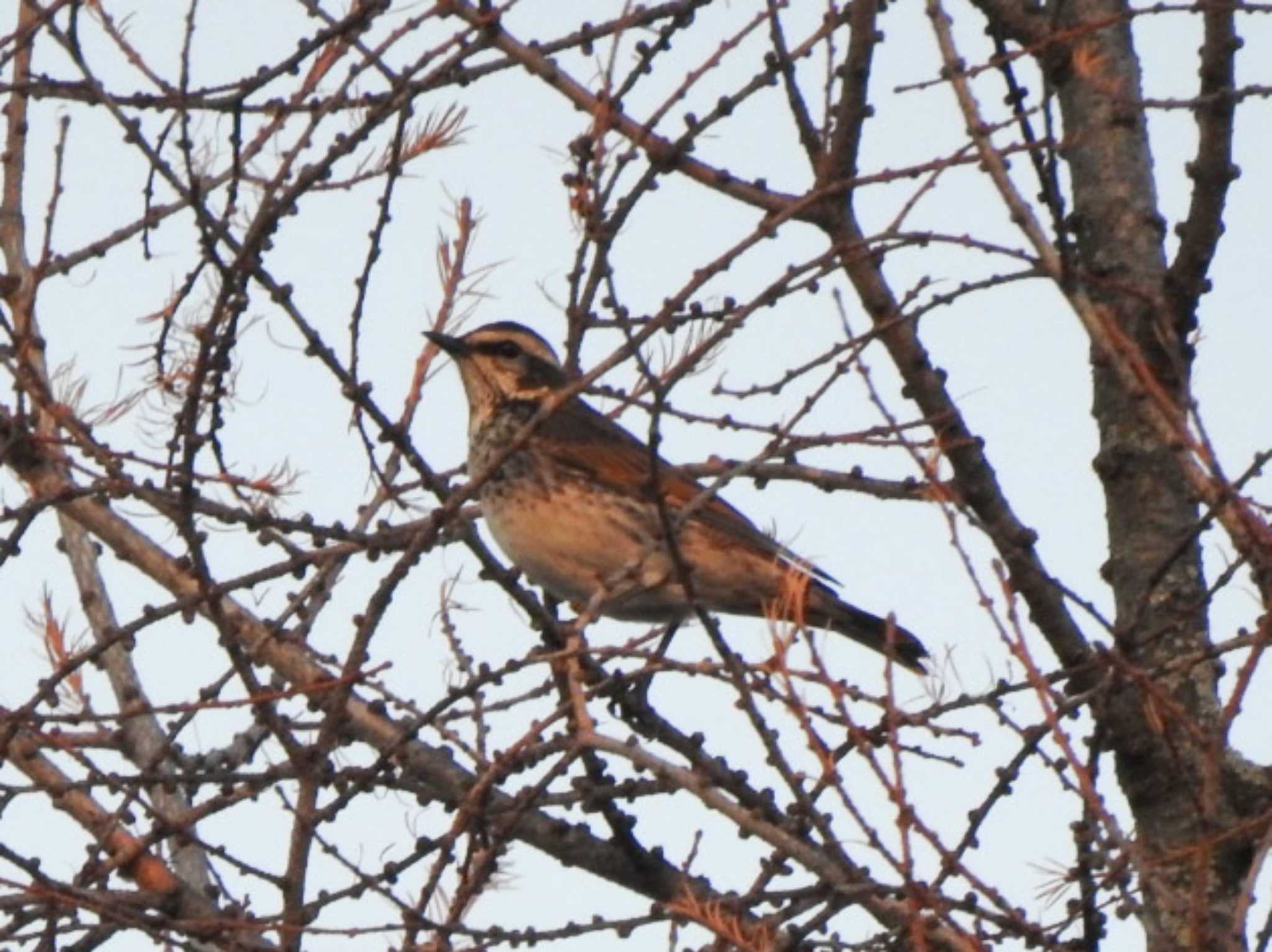 Photo of Dusky Thrush at 十勝地方 by ノビタキ王国の住民 